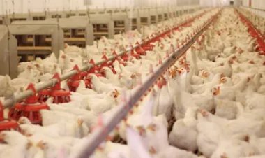 Mapa prorroga por 180 dias emergência zoossanitária por gripe aviária no Brasil