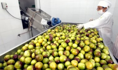 Agroindústria inicia 2026 com alta de 0,5%, puxada por alimentos e bebidas, diz FGVAgro