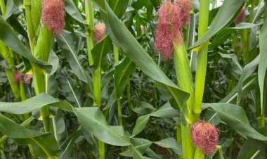 Bayer na era da “Agricultura de Decisão”, recordes no milho safrinha talhão a talhão