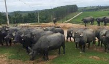 Município paulista estrutura cadeia do búfalo e eleva em mais de 300% valor ao produtor