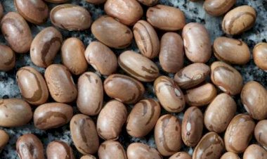 Feijão carioca bate recorde e mantém alta em março