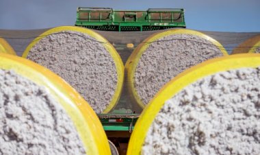 Alta mensal histórica do algodão