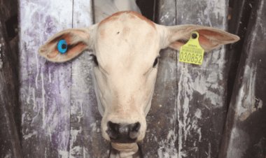 Adapec realiza primeiro curso técnico sobre rastreabilidade bovina no Tocantins