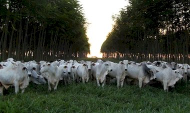 Cotações do boi gordo