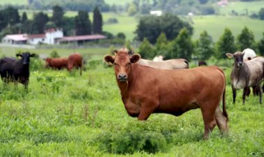 China confirma febre aftosa em milhares de bovinos