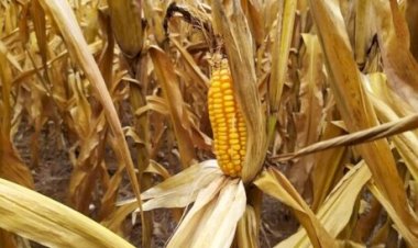 Milho trava no spot e indicador volta a se sustentar no Brasil