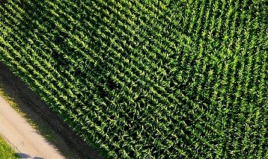 Praga do milho derruba safras pelo país