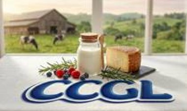 CCGL distribui mais de R$ 30 milhões para seus produtores de leite associados