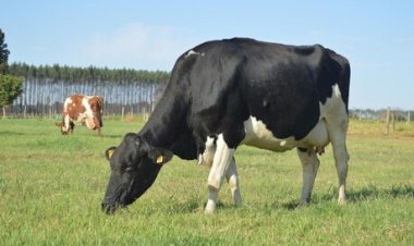 Programa estadual Pronampe Leite fecha o primeiro mês com R$ 84 milhões em operações