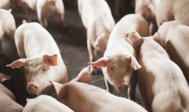 Carne suína atinge maior vantagem sobre a de boi em quatro anos