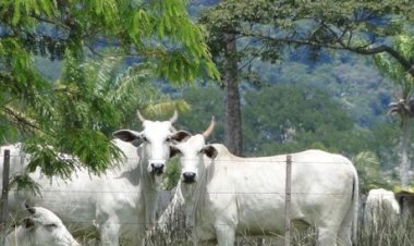 Cotações Agropecuárias