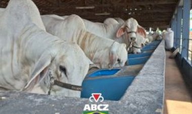 Primeiros animais chegam ao Parque Fernando Costa para a 91ª ExpoZebu