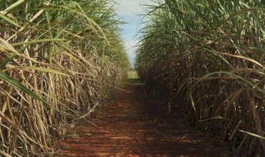 Menos açúcar, mais etanol: safra de cana muda perfil no Norte e Nordeste