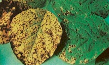Mancha-parda da soja: 5 sinais para identificar a doença