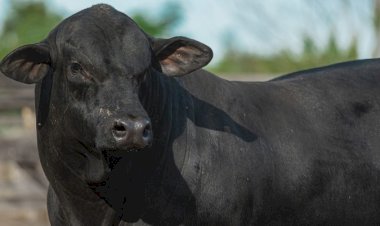 Inscrições para a ExpoBrangus 2026 se encerram no dia 11 de maio