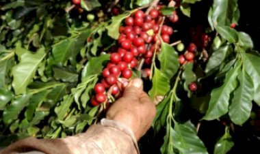Colheita e pós-colheita definem qualidade e valor do café brasileiro, aponta especialista