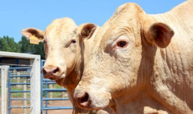 Canchim recebe certificação para carne premium produzida em rebanhos leiteiros