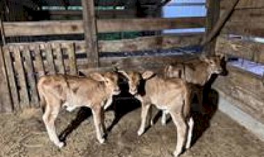 Curiosidade: em parto raríssimo, vaca dá à luz trigêmeas e surpreende família no RS