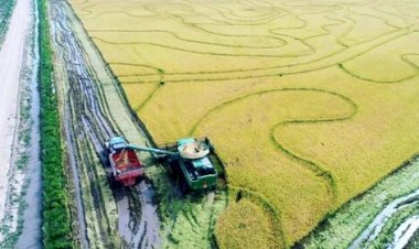 Próxima safra de arroz enfrenta incertezas e pressão financeira