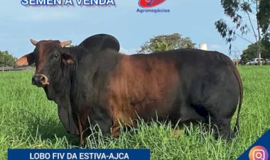 Brasil abre mercado no Togo para exportação de sêmen e embriões bovinos