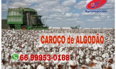 Algodão atinge maior preço em dois anos