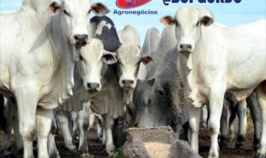 Cotações do boi gordo