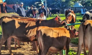 Fenasul Expoleite começa na quarta (13) com entrada gratuita e mais de 1,4 mil animais