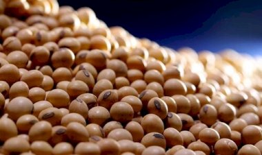 Preço da soja reage pouco e produtor segura venda