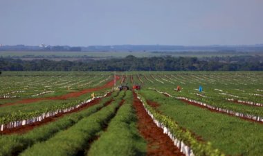 Como Mato Grosso do Sul montou uma operação para redesenhar o mapa da citricultura