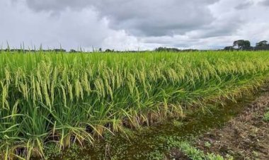 Alta dos fertilizantes amplia aperto sobre agro gaúcho