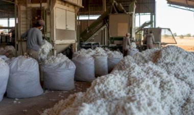 Algodão em MT sobe com vendedor firme e prêmio sobre a exportação