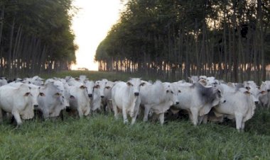 Demanda aquecida sustenta alta dos preços do boi gordo no Brasil