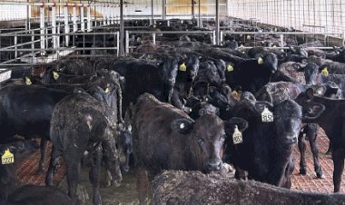 Mais casos de moscas-varejeiras detectados nos EUA; até agora são 4 confirmações