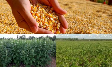 Cotações Agropecuárias