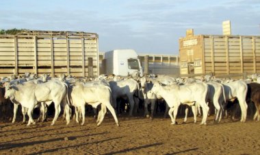 Com paralisação temporária do Sindesa, Famato orienta produtores a anteciparem emissão de GTAs