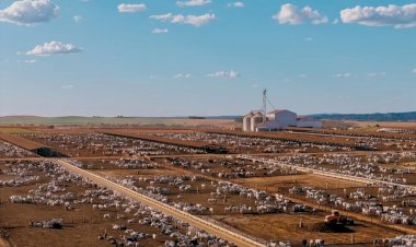 Operação pecuária no Tocantins projeta abater 156 mil bovinos em 2026