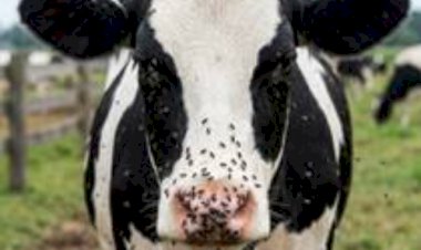 Mosca-do-estábulo: pecuaristas relatam morte de vacas e prejuízos no noroeste de SP