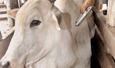 Mato Grosso completa 30 anos sem registro de febre aftosa