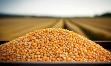 Mercado de milho segue cauteloso e plantio avança