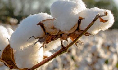 Novas cultivares de algodão combinam sanidade e alta produtividade