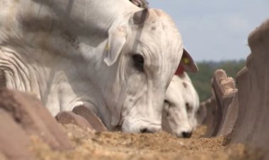 Febre aftosa será tema de fórum durante a Expofeira de Pelotas