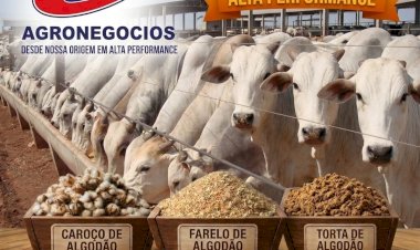Boi gordo: negócios a R$ 380/@ pipocam nas praças paulistas, destacam a Scot e a Agrifatto