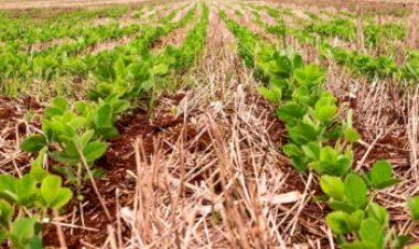 Por que a soja não começa a ser plantada ao mesmo tempo em todo o Brasil?