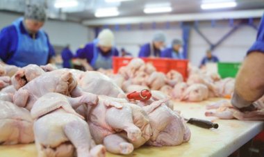 Exportações de frango se recuperam e atingem recorde trimestral