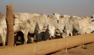 Lei define cuidados para cercas elétricas no campo