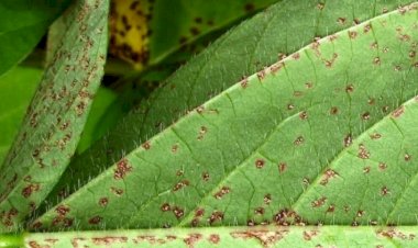 Ferrugem asiática cresce 277porcento em áreas monitoradas por instituição ligada à Frísia, que atua no Tocantins