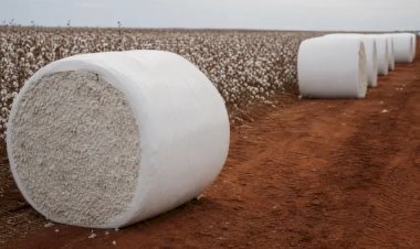 Algodão brasileiro vai do campo às passarelas