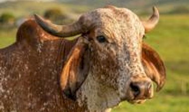 Gir Leiteiro: como uma raça indiana conquistou espaço na pecuária leiteira brasileira?