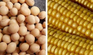 Soja recua, milho reage e trigo sofre pressão