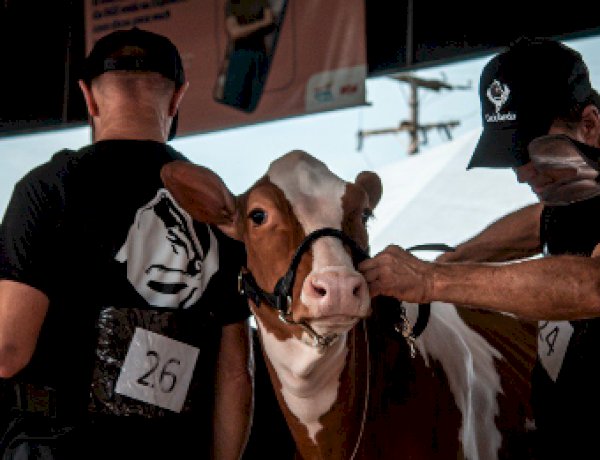 Inscrições para a Fenasul Expoleite vão até 30 de abril